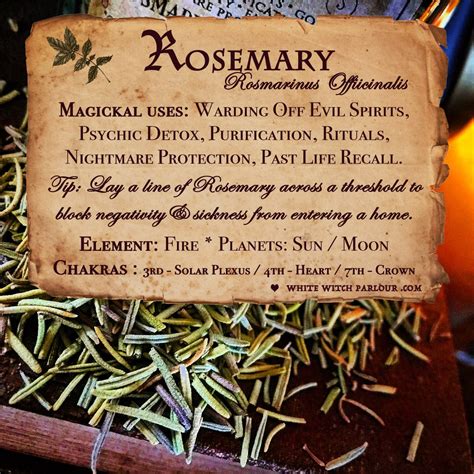 Magical uses of rosemary